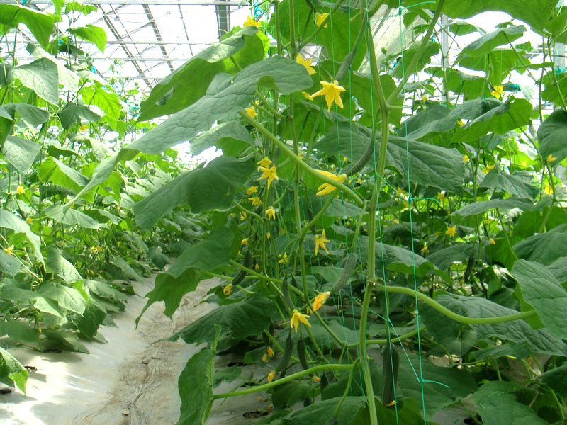 Plant Support Nets