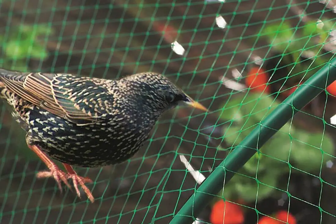 Pond / Bird / Agricultural Netting