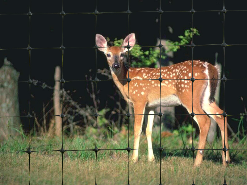 Wildlife / Deer / Game Net
